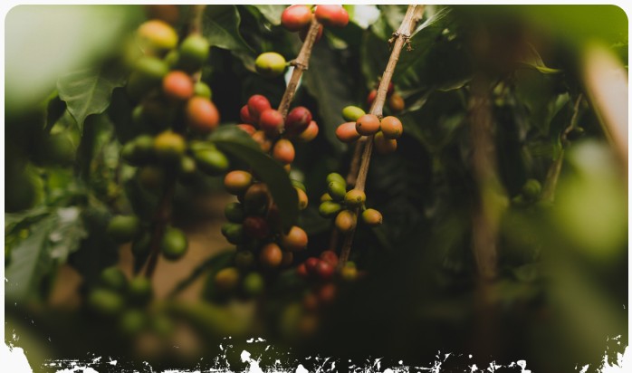 Coffee cherries on the branch