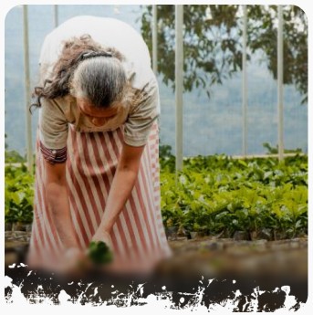 Farmer tending seedlings