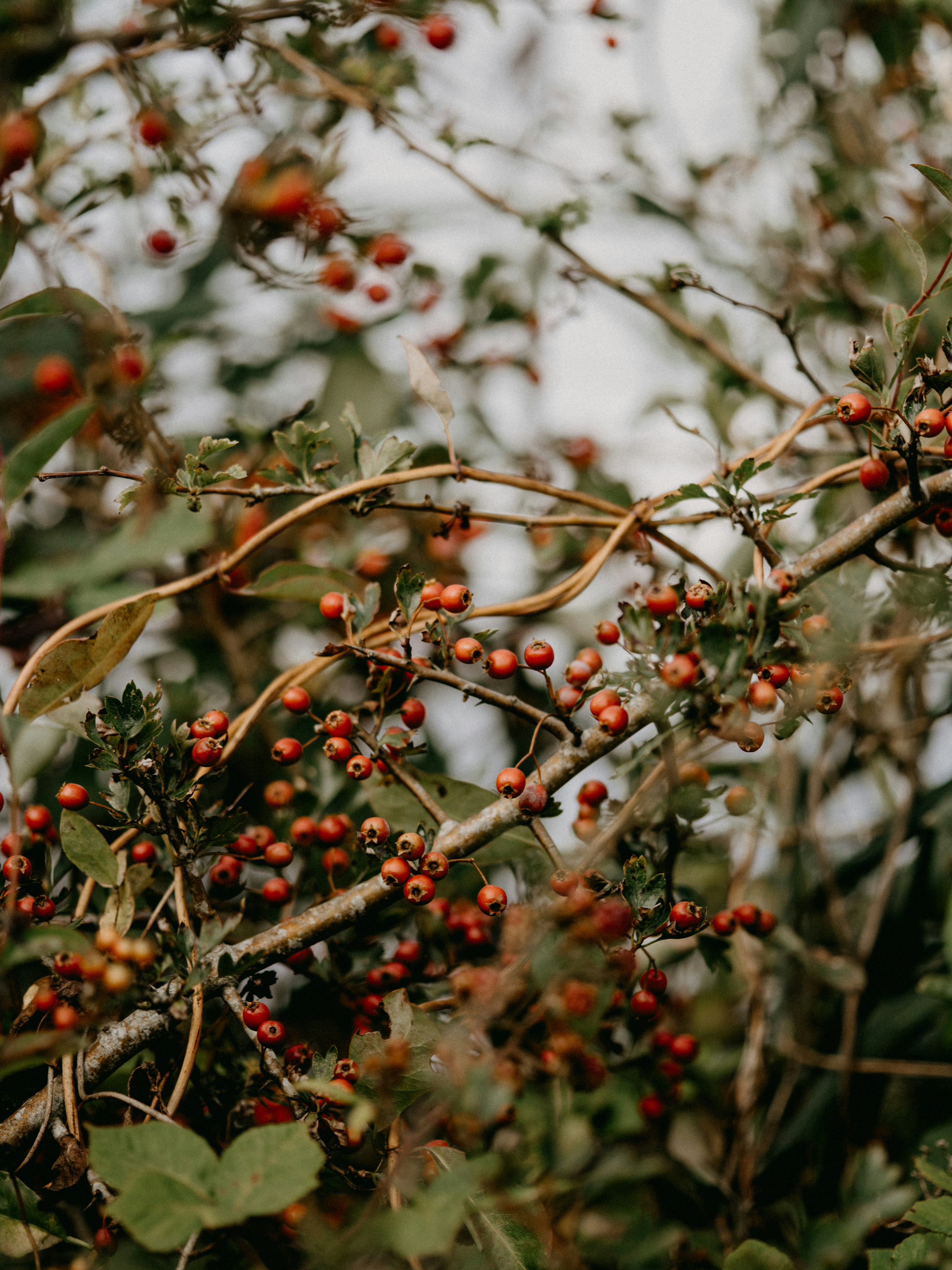 Coffee cherries on the branch
