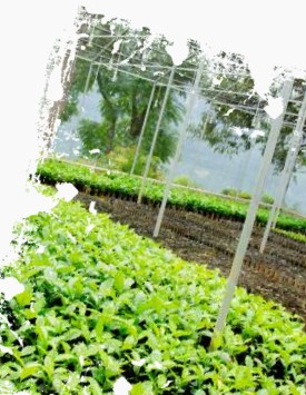 Coffee nursery rows